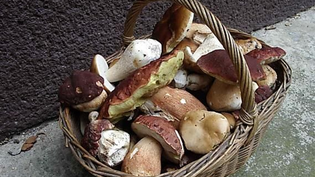 Daždivé počasie praje hubám. Darí sa hlavne dubákom