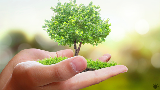 Len sadiť stromy na záchranu planéty nestačí, varuje štúdia