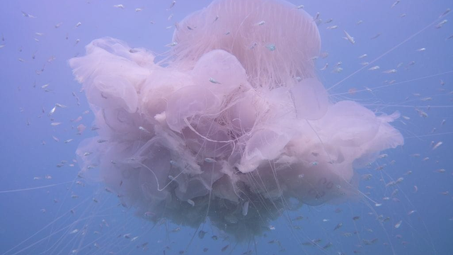 Vyzerá ako cukrová vata, ale má 20 m dlhé chápadlá. Neuveríte, čo to je