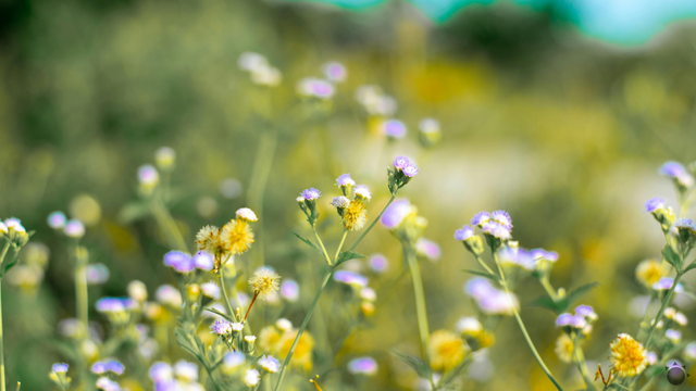 Bolo leto 2025 na Slovensku horúce alebo chladné? Meteorológovia prišli s odpoveďou