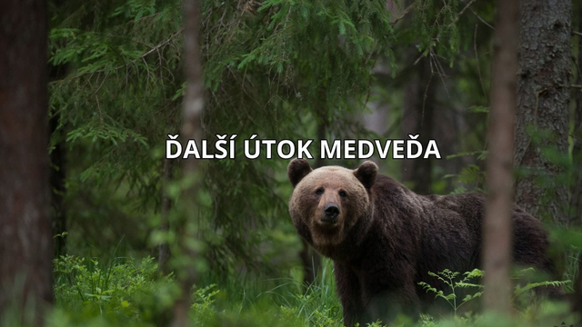 Medveď na Slovensku opäť útočil. Na Liptove zaútočil na dvoch ľudí