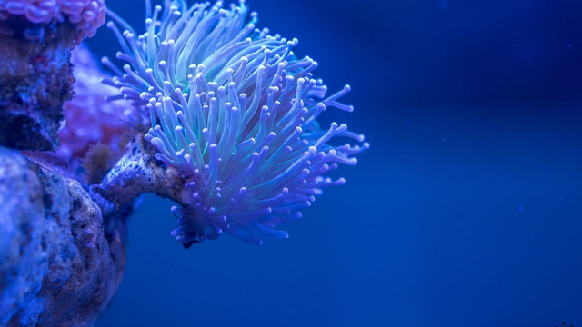 Mimoriadny objav pri pobreží Talianska. Je to vzácne