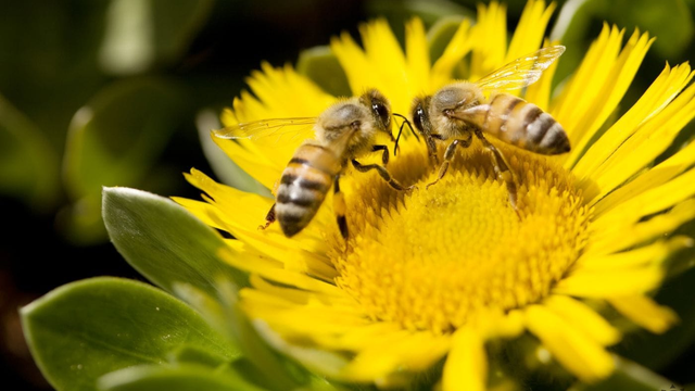 Plast v tele včiel?! Vedci odhalili, že to má vplyv na produkciu medu