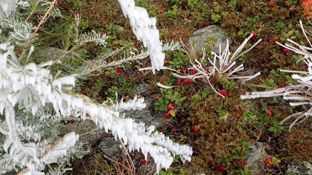 Budíme sa do mrazivého rána. Teploty klesli až k -5 °C