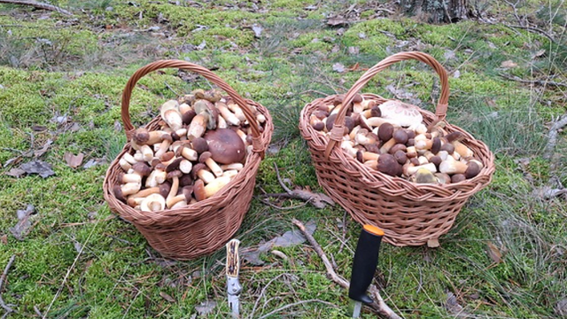 Huby rastú. Slováci radia, kde nájdete najlepšie úlovky