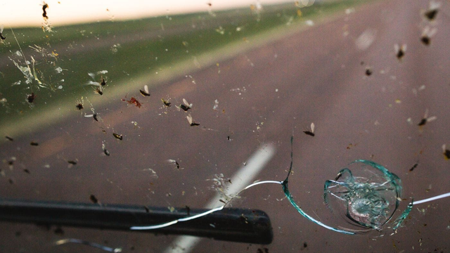 Rakúski vedci skúmali hmyz na čelných sklách. Neuveríte, čo našli