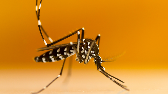 Horúčka dengue aj malária sa šíria Európou. Čoskoro môžu byť úplne bežnými chorobami