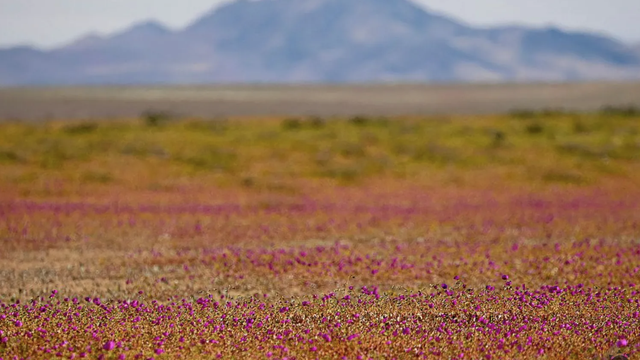 Vzácny moment: Najsuchšia púšť sveta sa zmenila na rozkvitnutý raj