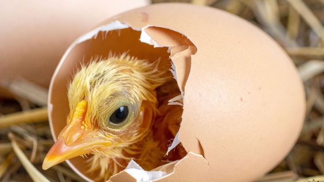 Vajce alebo sliepka? Táto otázka vás už trápiť nemusí, toto je definitívna odpoveď