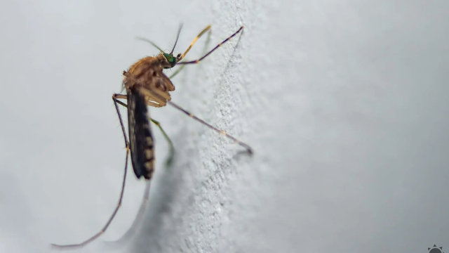 Na Islande sa objavili „zvláštne muchy“. Spôsobili šok v celej krajine