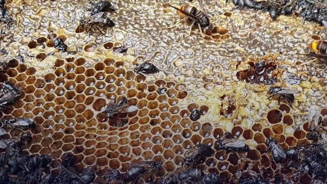 Hrozný čin: Podpálili včelie úle. Zahynulo až pol milióna včiel