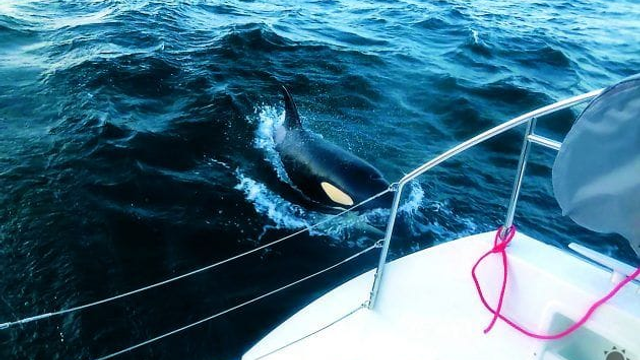 Útoky kosatiek pri Portugalsku sa stupňujú. Čo je za ich zvláštnym správaním?