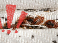 Obľúbená európska metropola má vážny problém: Z tejto dovolenky si môžete domov priniesť ploštice