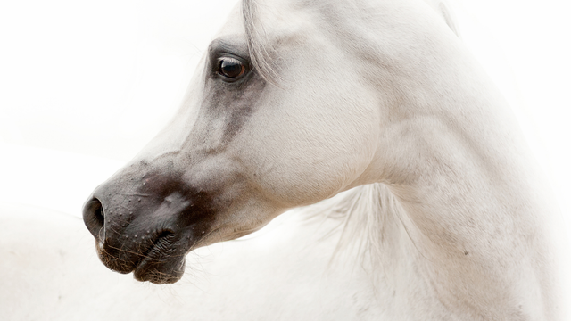 Prečo posledné roky Martin na bielom koni už nechodí? Toto sa zmenilo