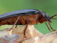 V národnom parku potvrdili výskyt vzácneho chrobáka