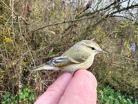 Na Slovensku sa objavil nový druh vtáka. Kolibiarik dorazil až z Ázie