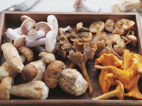 Huby stále rastú. Na toto si však dajte veľký pozor. Hrozí vám OTRAVA