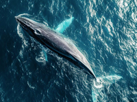 Vedci objavili elixír mladosti! Tajomstvo 200-ročnej veľryby mení to, čo vieme o starnutí