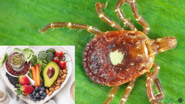 Tento kliešť robí z ľudí VEGETARIÁNOV: Vyskytuje sa už aj v Európe