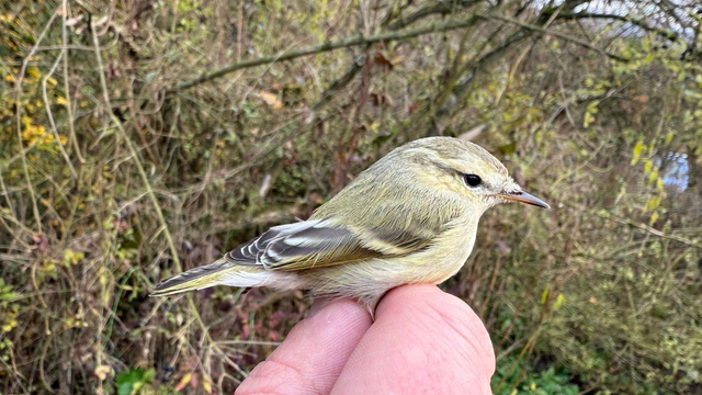 Na Slovensku sa objavil nový druh vtáka. Kolibiarik dorazil až z Ázie