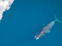 Tajomstvo dlhovekosti: Vedci odhalili, prečo sa veľryby dožívajú viac ako 200 rokov. Budú to vedieť aplikovať na ľudí?