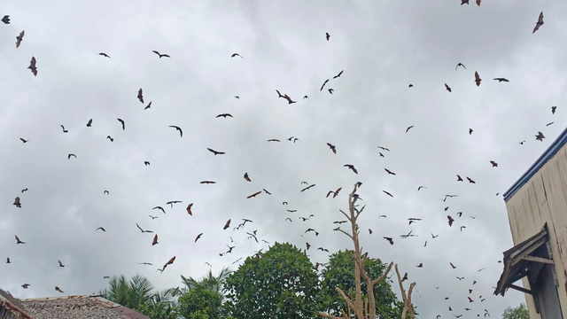 Scéna ako z hororu. Pred úderom tajfúnu vzlietli tisíce netopierov