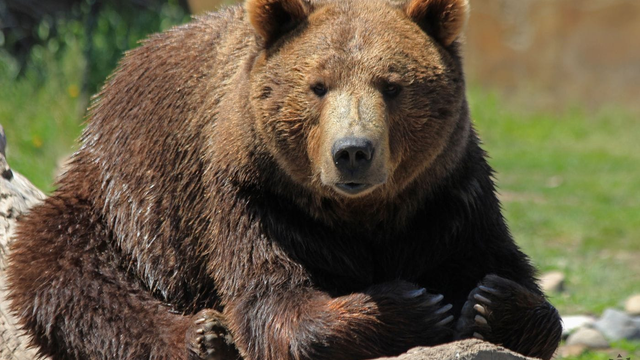 Do boja proti medveďom povolali armádu. Od apríla zranili 100 a zabili 12 ľudí