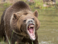 Útoky medveďov eskalujú: Počet obetí je najvyšší za posledných 10 rokov