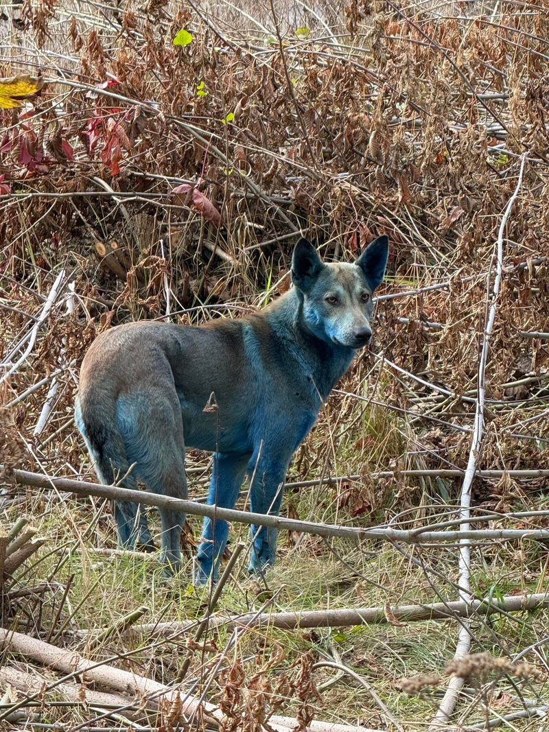 Modré psy Černobyľu, foto: FB Dogs of Chernobyl