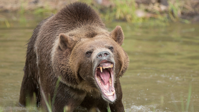 Útoky medveďov eskalujú: Počet obetí je najvyšší za posledných 10 rokov