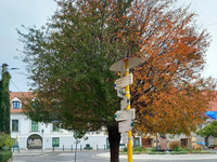 Unikátny strom v Bratislave: Nevie sa rozhodnúť, či je leto alebo jeseň