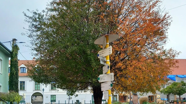 Unikátny strom v Bratislave: Nevie sa rozhodnúť, či je leto alebo jeseň