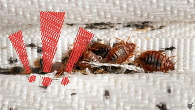 Obľúbená európska metropola má vážny problém: Z tejto dovolenky si môžete domov priniesť ploštice