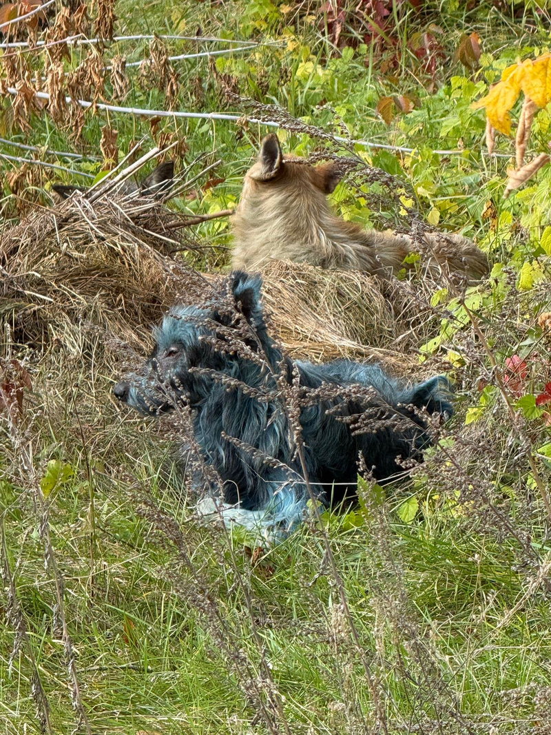 Modré psy Černobyľu, foto: FB Dogs of Chernobyl
