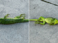 Je taká zima, že leguány padajú zo stromov. Prečo sa to deje?