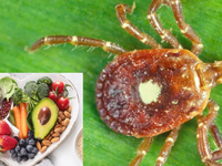 Tento kliešť robí z ľudí VEGETARIÁNOV: Vyskytuje sa už aj v Európe