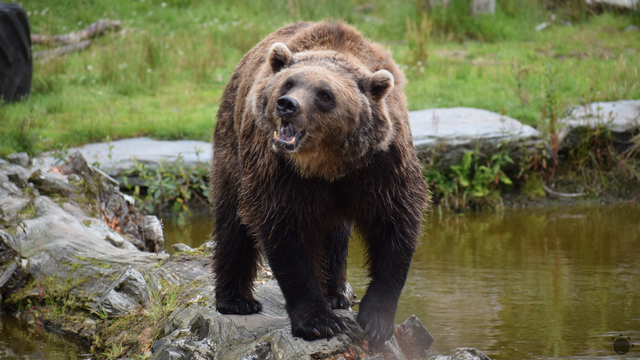Medveď zaútočil na skupinu žiakov. Hrdinsky zasiahol učiteľ
