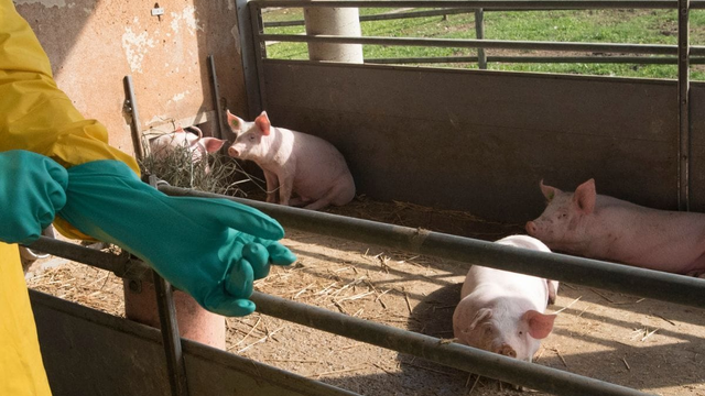 Po 30 rokoch sa vrátil nebezpečný vírus. Úrady povolali na pomoc armádu