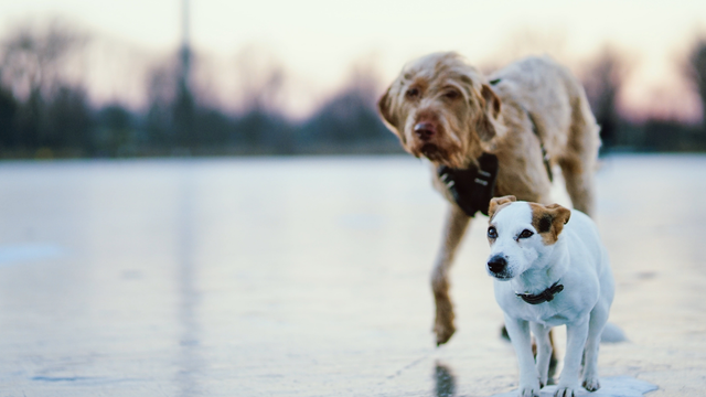 Hasiči zachraňovali psíkov. Tie uviazli na ľadovej kryhe v Bešeňovej