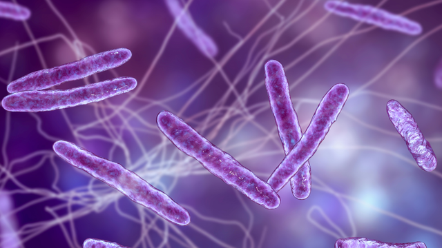 Lepra dorazila do neďalekého Rumunska po 44 rokoch. Úrady varujú