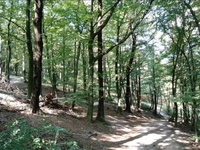 Ťahanovský les po nepriazni počasia hlási nepriechodnosť viacerých úsekov. Obnova potrvá mesiace