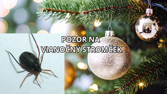 Skontrolujte si aj svoj vianočný stromček. Môže tam byť invazívny škodca