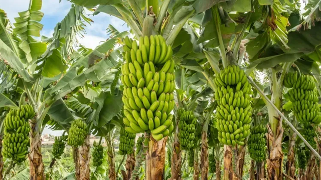 Klíma posúva hranice. V Európe sa po novom pestujú banány aj kávovníky