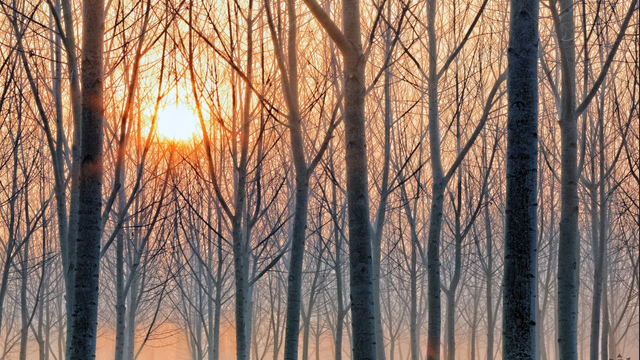 Žiadna kalamita nebude, teraz bude teplo. Dokonca pominú aj nočné mrazy
