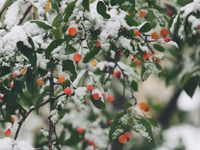 Blíži sa zimný slnovrat. Zima čoskoro začne