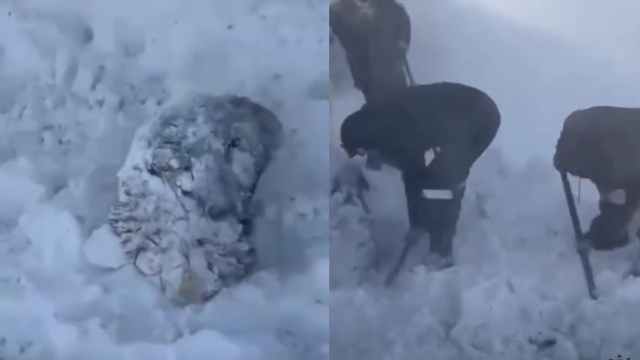 VIDEO: Stádo oviec zasypal sneh. Takmer nemali čo piť, no teraz prišlo sneženie