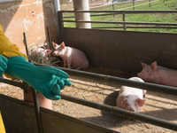 Po 30 rokoch sa vrátil nebezpečný vírus. Úrady povolali na pomoc armádu