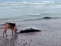 Na brehoch Kaspického mora našli stovky uhynutých tuleňov. Odborníci varujú pred zatajovaním príčin