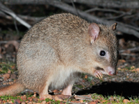 Do austrálskej divočiny sa po storočí vrátili potkanokengury