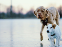 Hasiči zachraňovali psíkov. Tie uviazli na ľadovej kryhe v Bešeňovej